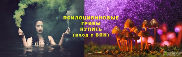 прущие грибы Михайлов